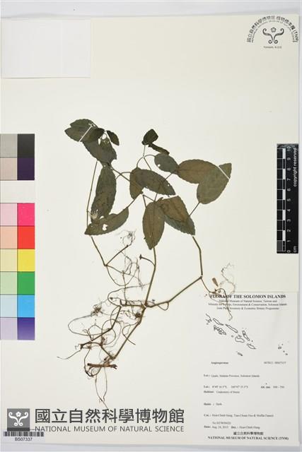 登錄號:BS07337藏品圖，第1張