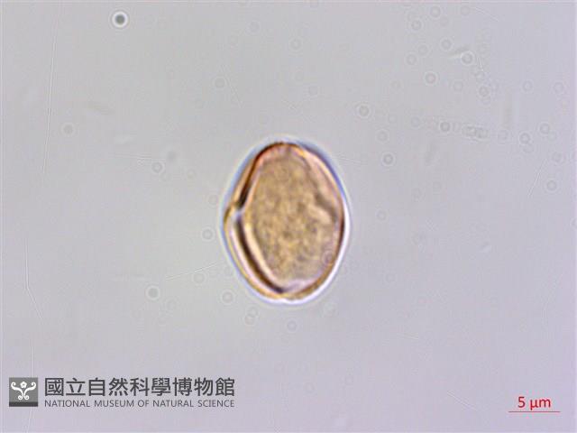 登錄號:BS06296藏品圖，第1張