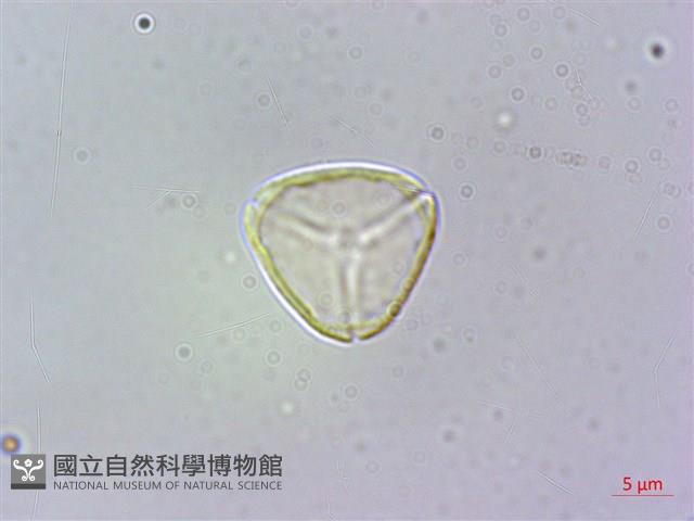 小葉赤楠藏品圖，第1張