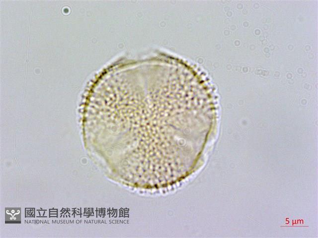 呂宋莢迷藏品圖，第1張