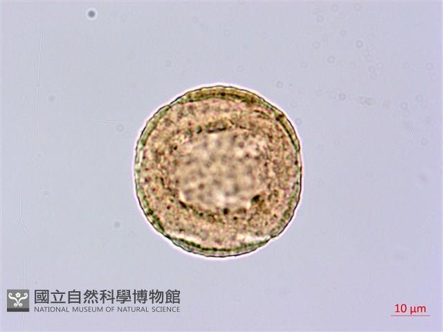 皮孫木藏品圖，第1張