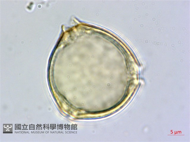 菲律賓胡頹子藏品圖，第1張