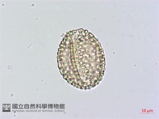 山檳榔藏品圖，第1張