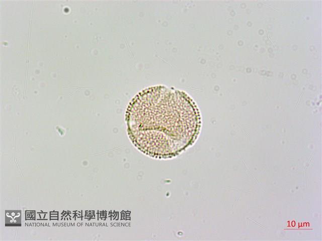 臺灣梣藏品圖，第1張