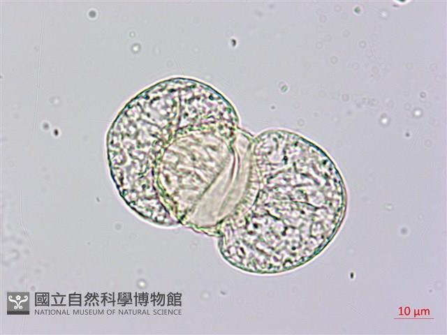 竹柏藏品圖，第1張