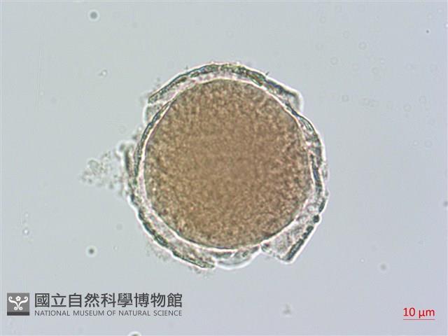 蒲瓜樹、炮彈果藏品圖，第1張