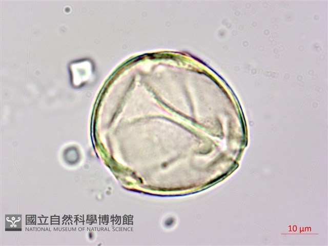 月橘藏品圖，第1張