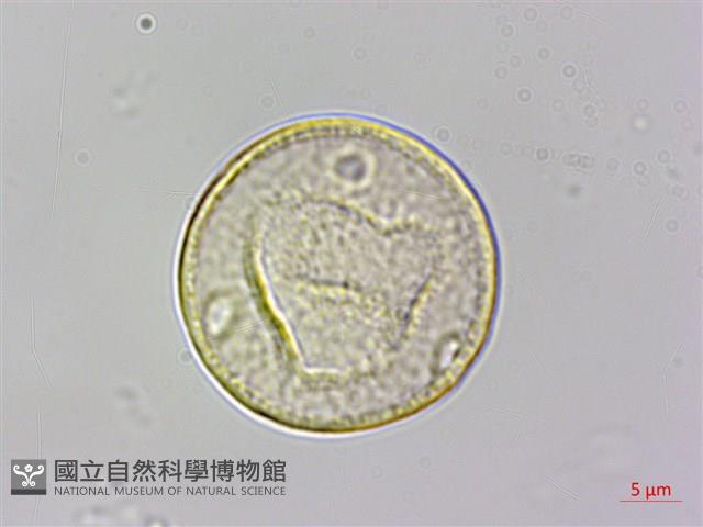 朴樹藏品圖，第1張