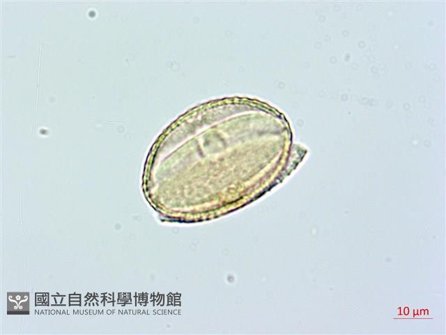 登錄號:BS02365藏品圖，第2張