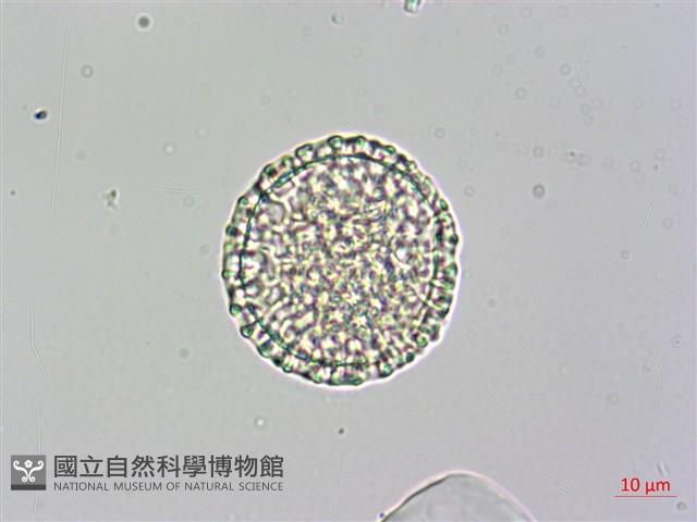 日本女貞、琉球女貞藏品圖，第1張