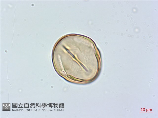 黃心柿藏品圖，第1張