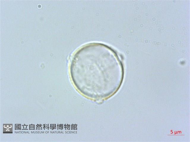 四脈麻藏品圖，第1張