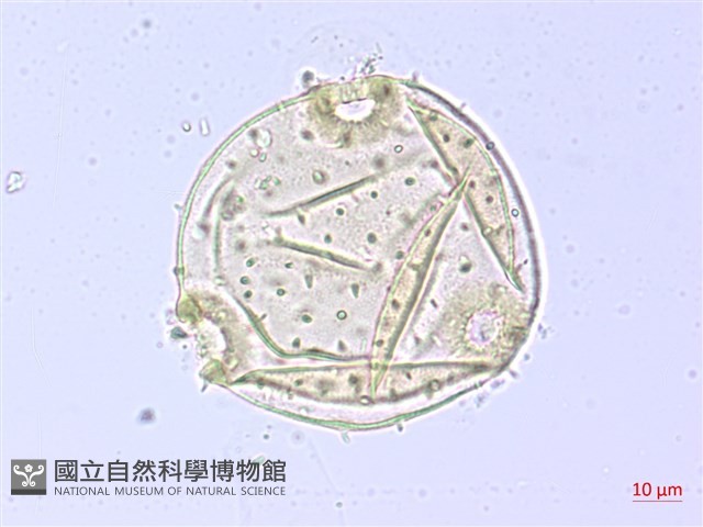 翅子樹、裡白翅子樹、臺灣翅子樹藏品圖，第1張