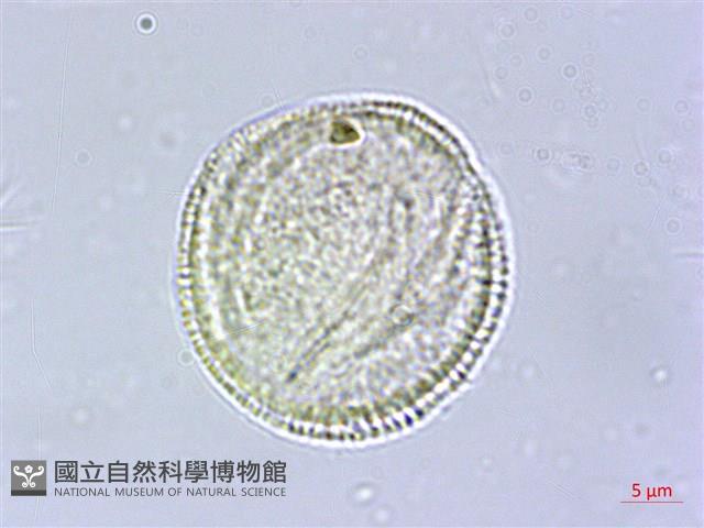 交趾衛矛藏品圖，第1張
