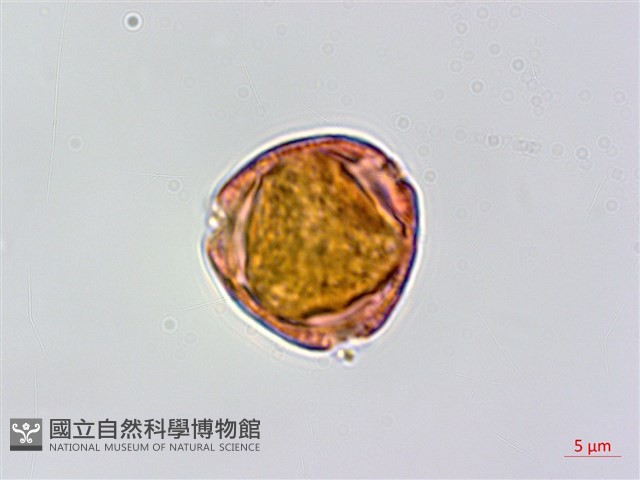 登錄號:BS06304藏品圖，第1張