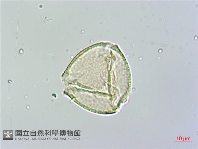 蘭嶼胡桐藏品圖，第1張