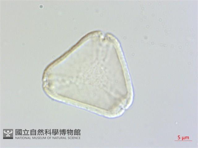 十子木、加入舅藏品圖，第1張