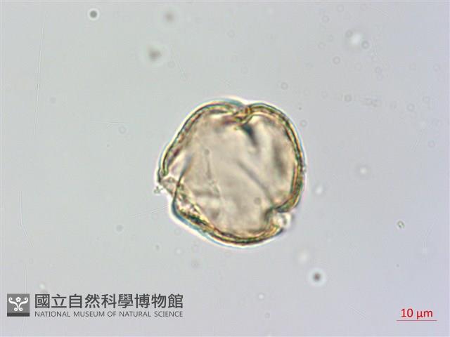 瓊崖海棠、胡桐藏品圖，第1張