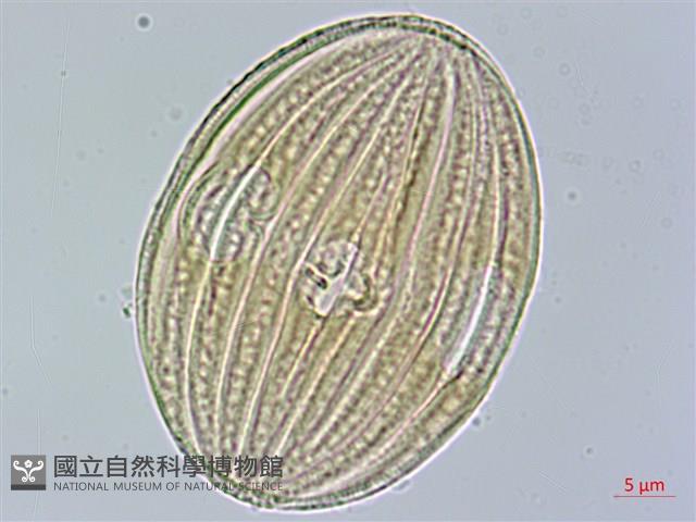 長穗馬藍藏品圖，第1張