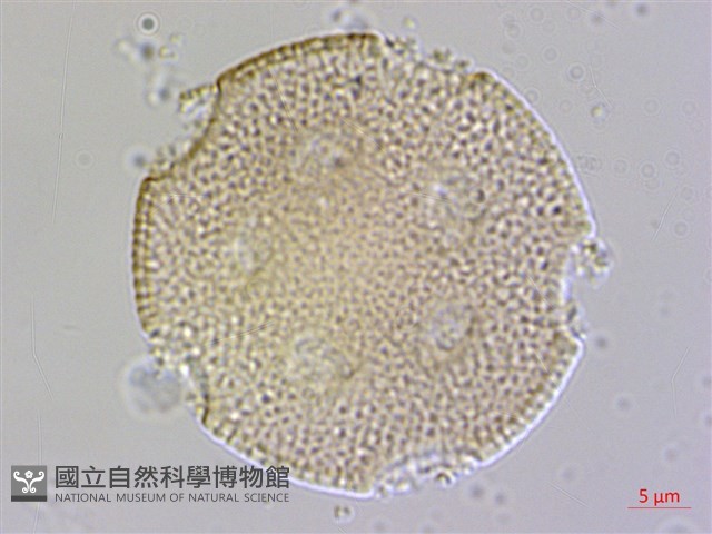 楓香、楓樹藏品圖，第1張