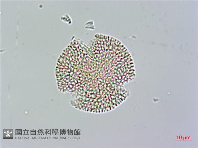 山素英藏品圖，第1張