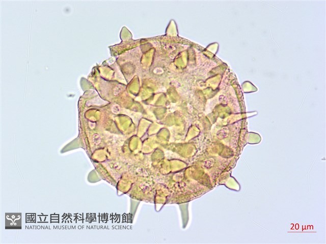 登錄號:BS04017藏品圖，第1張