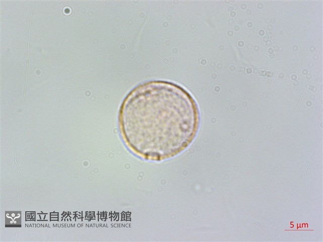 登錄號:BS06207藏品圖，第1張