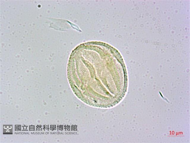 瓊崖海棠、胡桐藏品圖，第1張