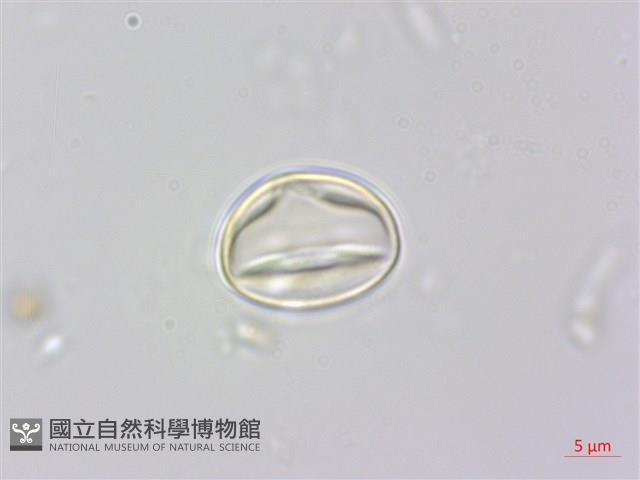 森氏紅淡比藏品圖，第1張