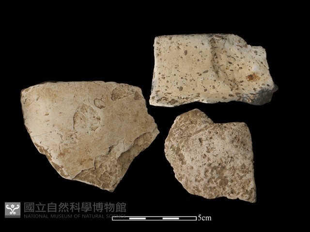 陶片藏品圖，第1張