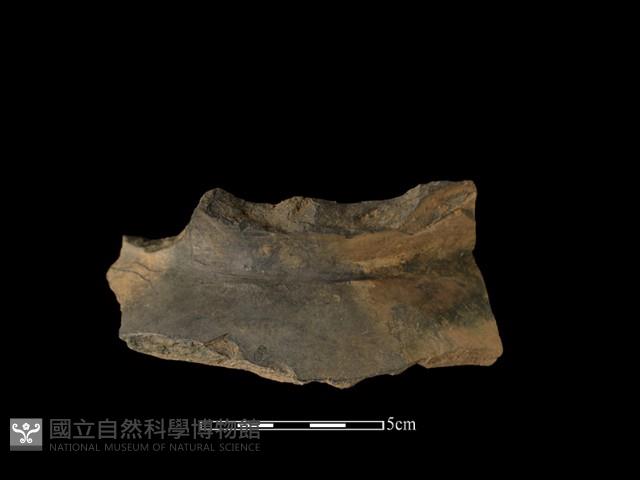 陶片藏品圖，第1張