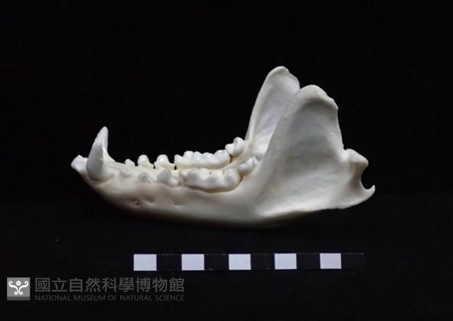 狗獾藏品圖，第1張