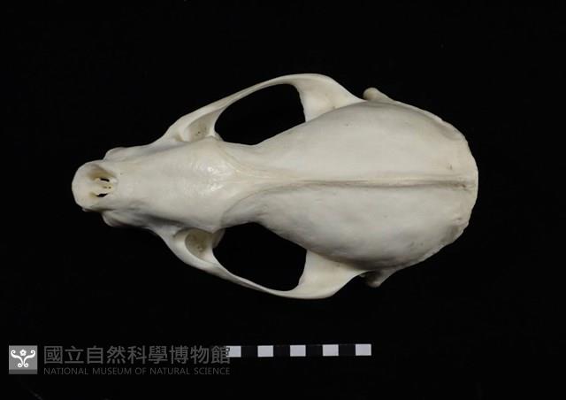 狗獾藏品圖，第1張