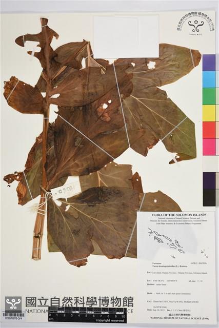 蒟蒻薯藏品圖，第3張