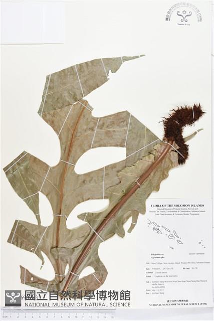 登錄號:BP00690藏品圖，第3張