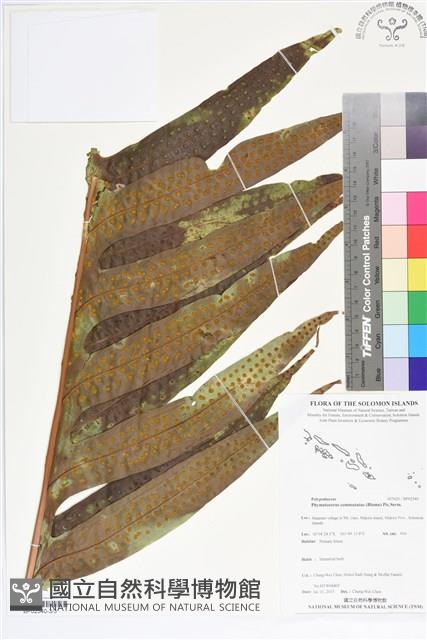 登錄號:BP02540藏品圖，第3張