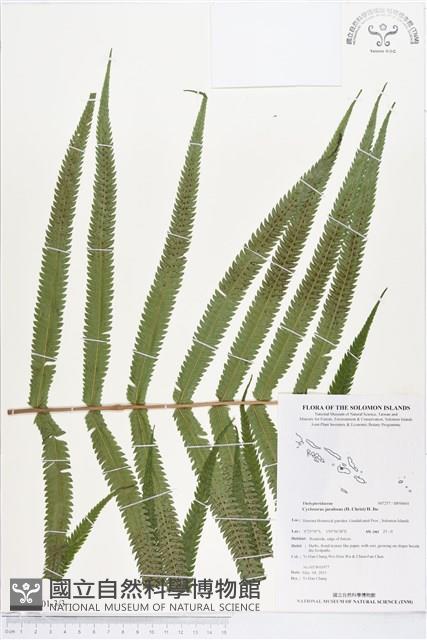 小密腺小毛蕨藏品圖，第3張