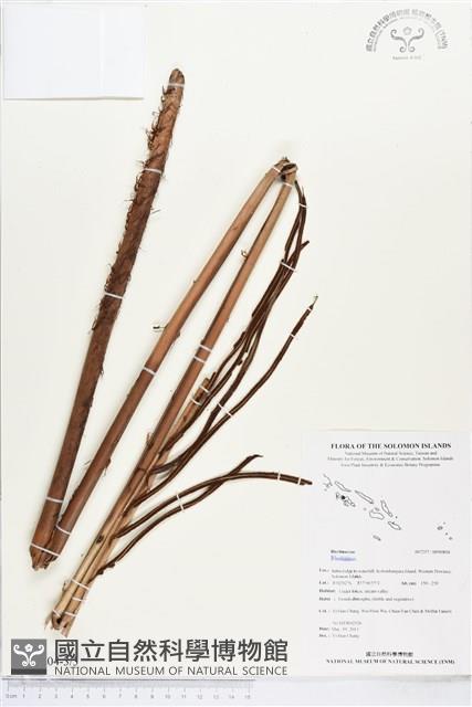 登錄號:BP00804藏品圖，第3張