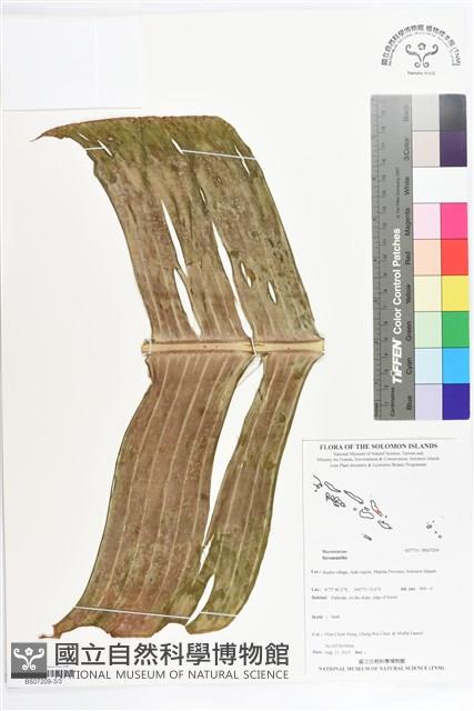 登錄號:BS07209藏品圖，第3張