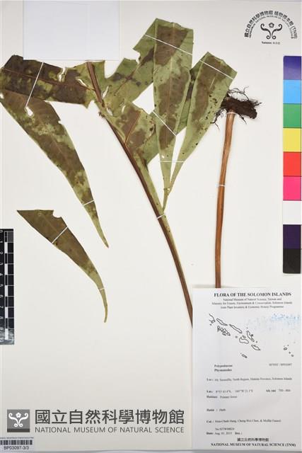 Accession Number:BP03097 Collection Image, Figure 3, Total 3 Figures