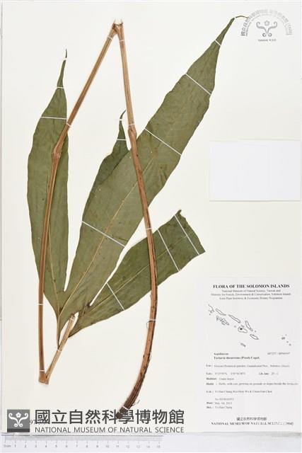 翅柄三叉蕨藏品圖，第3張