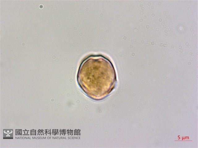 登錄號:BS06296藏品圖，第3張