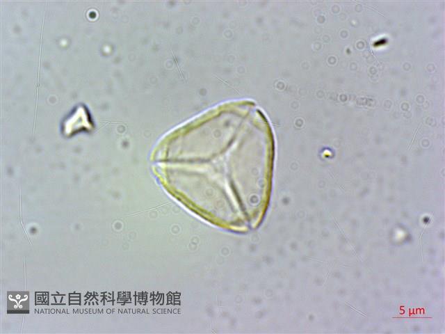 小葉赤楠藏品圖，第3張