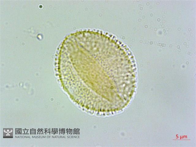 呂宋莢迷藏品圖，第3張