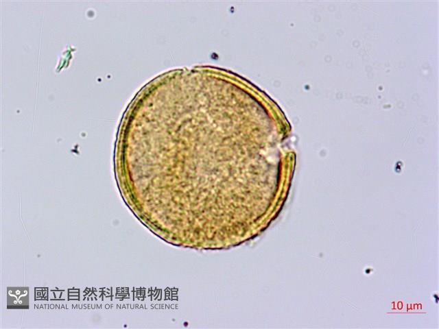 皮孫木藏品圖，第3張