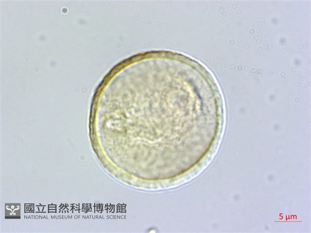菲律賓胡頹子藏品圖，第3張
