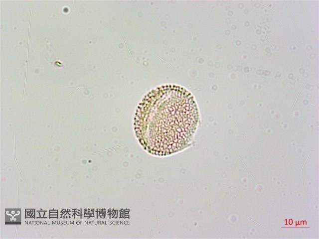 臺灣梣藏品圖，第3張