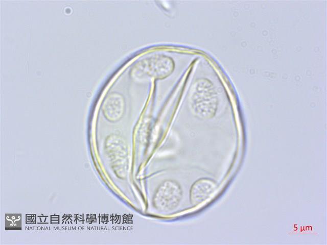 登錄號:BS01002藏品圖，第3張