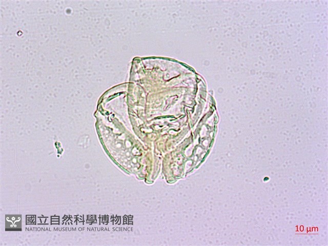 水茄苳、穗花棋盤腳樹藏品圖，第3張