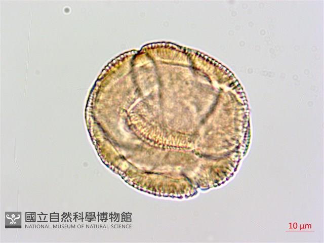 登錄號:BS02480藏品圖，第4張